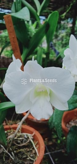 Orchids Plants