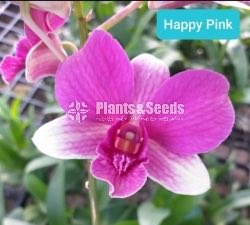 Dendrobium