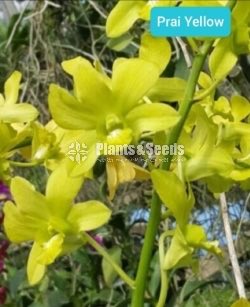 Dendrobium