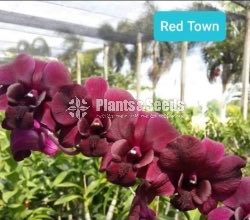 Dendrobium