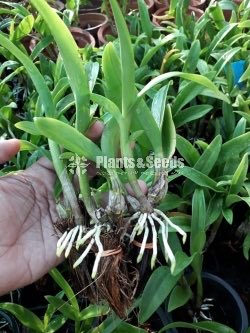 Dendrobium