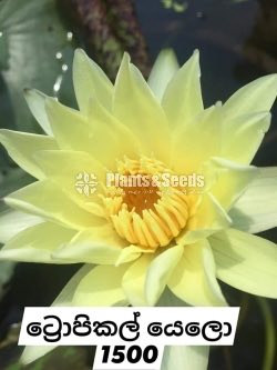 Tropical Yellow Water Plants