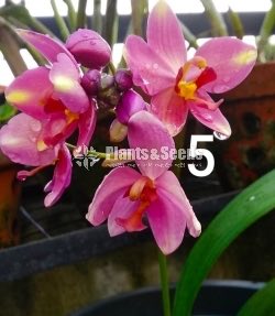 Big yellow,Pink Rainbow,Purple sky Orchids