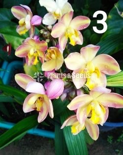 Big yellow,Pink Rainbow,Purple sky Orchids