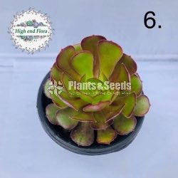 Cactus and Succulent Pots