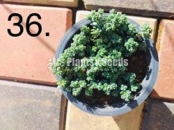 Cactus and Succulent Pots