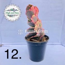 Cactus and Succulent Pots