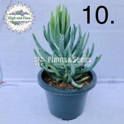 Cactus and Succulent Pots