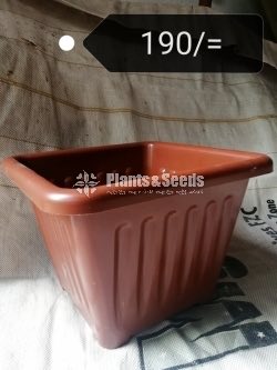 Plastic Pots