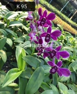 Dendrobium Orchid tissue culture plants