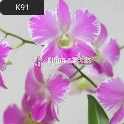 Dendrobium Orchid tissue culture plants