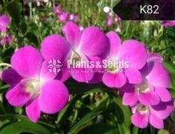 Dendrobium Orchid tissue culture plants
