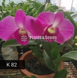 Dendrobium Orchid tissue culture plants