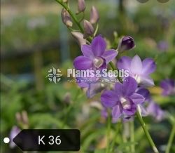 Dendrobium Orchid tissue culture plants