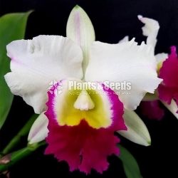 Oncidium and Catliya
