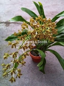Oncidium and Catliya