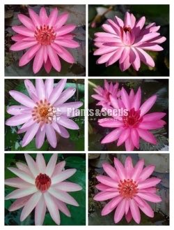 Bankok Olu Pink and White
