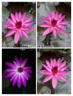 Bankok Olu Pink and White