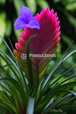 Bromley plants (බ්රෝමෙලි )