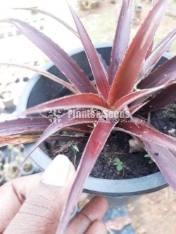 Bromley plants (බ්රෝමෙලි )