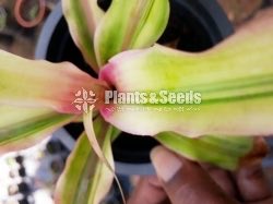 Bromley plants (බ්රෝමෙලි )