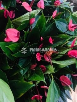 Pick me Anthurium