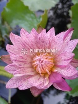 Fancy Pink,Fire Opel,Kwang Orange,Ubol,White peony