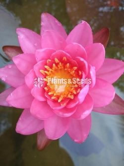 Fancy Pink,Fire Opel,Kwang Orange,Ubol,White peony