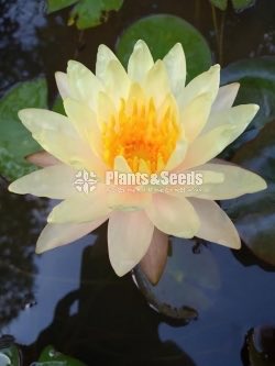 Fancy Pink,Fire Opel,Kwang Orange,Ubol,White peony