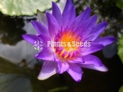 Capensis dark blue water lily