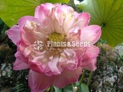 Thai Pokuru Lotus-Pink