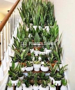Sensiveria (Snake Plant)