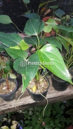 Saso and Rapido Anthurium
