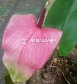 Saso and Rapido Anthurium
