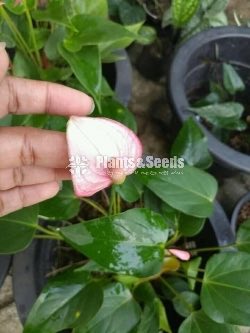 Saso and Rapido Anthurium