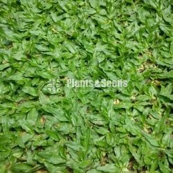 malaysian grass