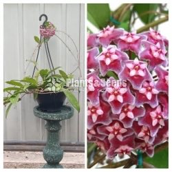 Hoya Mother Plants