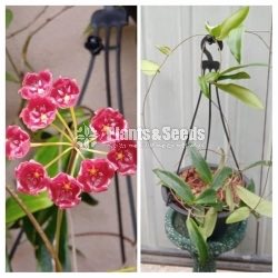 Hoya Mother Plants