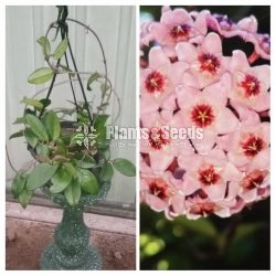 Hoya Mother Plants
