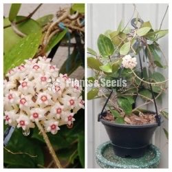 Hoya Mother Plants
