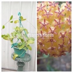 Hoya Mother Plants