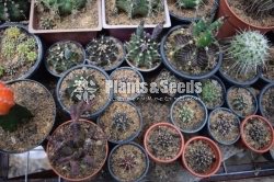 Cactus-Baby Gymno