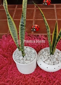 Sensiveria (Snake Plant) with Pot