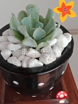 Succulent plant with Pot