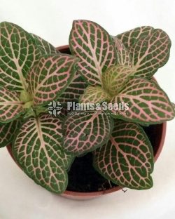 Fittonias Indoor Plants