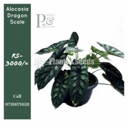 Alocasia Baginda Dragon Scale -Outdoor Plant