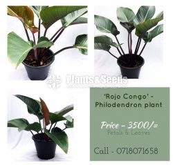Congo Rojo Philodendron-Rubber Plant