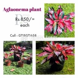 Red Anglonima
