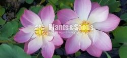 Rosa Nelum Waterplant