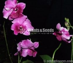 Dendrobium seedling size Plants